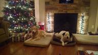 Dog Under Christmas Tree