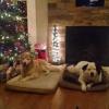 Dog Under Christmas Tree