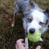 Dog Playing Fetch