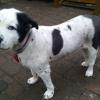 White with Black Spots Dog