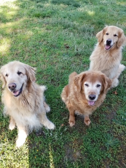 three dogs testimonila for Yvonne